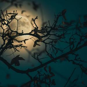 【FREE]“花前月下”