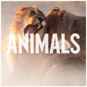 Animals（Paco Mashup）