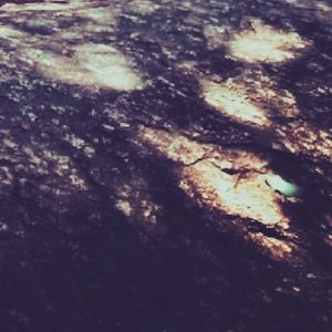 叶隙间洒落的阳光