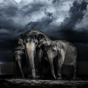 Elephant Sound for kids