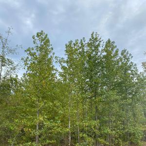 Wockstarz (feat. Mob Made Joe)