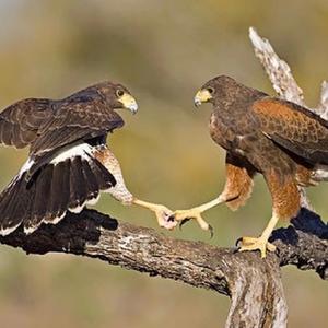 JIGGAS (feat. Babyr3dd)