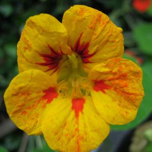 Phlower