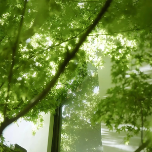 初夏（Early summer）