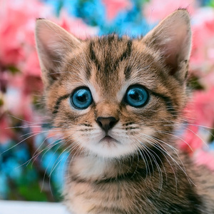 La Suave Presión De Las Patitas Suaves