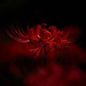 “彼岸花”-Tlatre特雷西 x Lil Tjay x NY Pain Type Beat