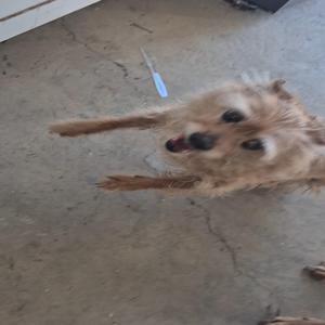 Hype Them Up Carrie (feat. Yung Cheech)