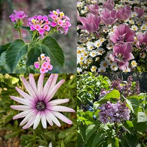 DUYGUDAŞSIN ÖĞRETMENİM (PAKİZE ÖZCAN'ın şiirinden)