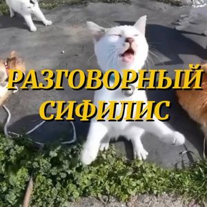 разговорный сифилис