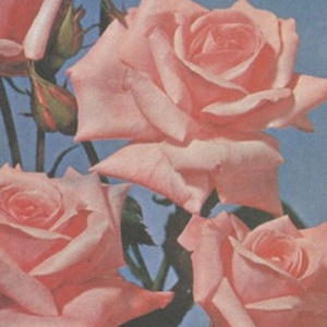 Analytical Doll Face