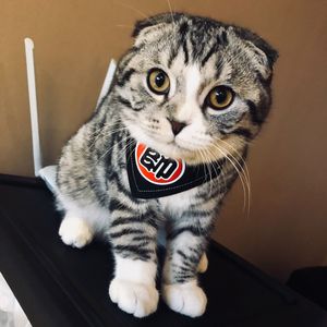 SoulSense TWH Freestyle(Cover GALI)