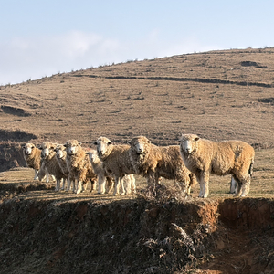 不想承认怕失去