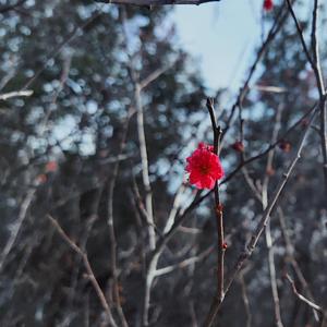 变了调的沧海映雪歌