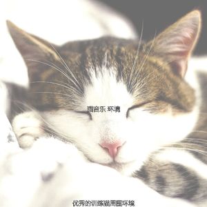 有趣放松的猫情怀