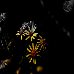 Lost Generation (Daniel Navrotsky Remix)