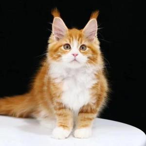 hyyxwf1212账号专用音频-歌声-ai-独家