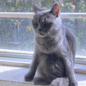 小猫（PROD.Ljx Ghost/GOAT CREW）