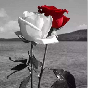 陈奕迅-红玫瑰（600cc remix）