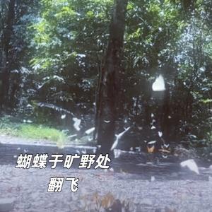 蝴蝶于旷野处翻飞