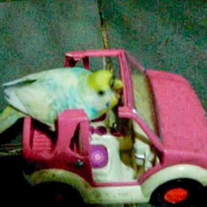 AUTOMOTIVO DO PASSARINHO QUE SE FOI ETERNO EM MEUS VERSOS