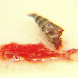 Так-Ли-Много-Много-Как-Можно + Катапультивные Шорохи На Губах