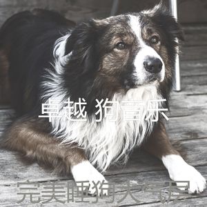 安静的小狗声音