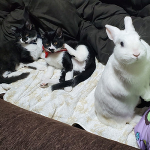 るんるん猫様