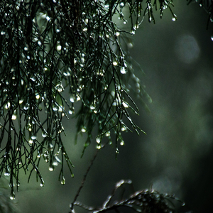 Rain in a Barrel