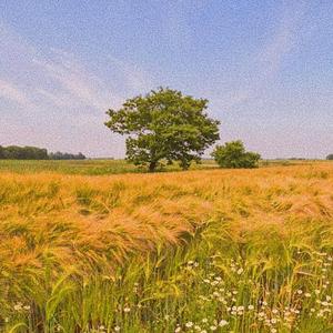 父亲写的散文诗