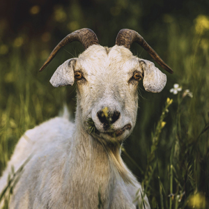 Potrei Essere Tuo Padre