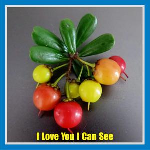 I Love You I Can See