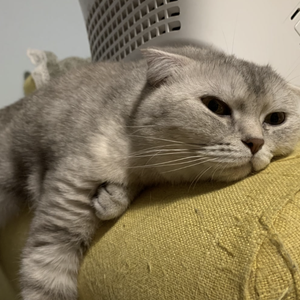 JOJO 欧因哥 波因哥 角色曲 ED（翻自 保村真）