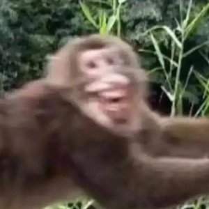 花果山2022cypher(prod by GOAT CREW）