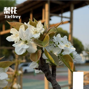 梨花学子 通中年华