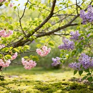 勋章 (Cover 鹿晗)