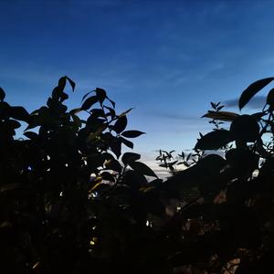 夏天的风(瞎弹瞎唱)