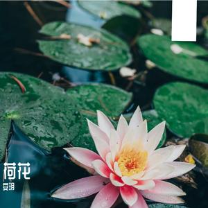 小鲤鱼