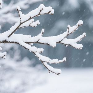 冬雪覆枝
