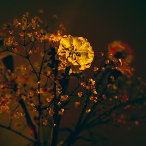 Flat (Instrumental )