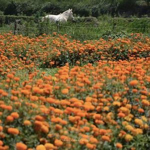 Jasmine(Prod by BirdS)