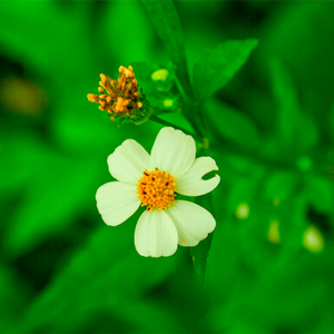 我的婚礼（翻唱版）