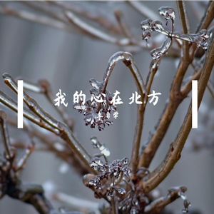 我的心在北方