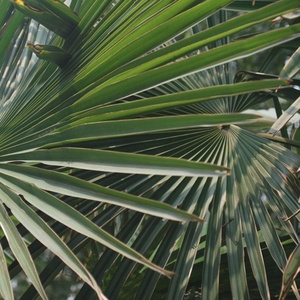 palms