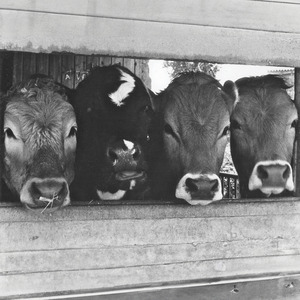 Les regions equatorials de Ganímedes