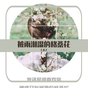 被雨淋湿的格桑花