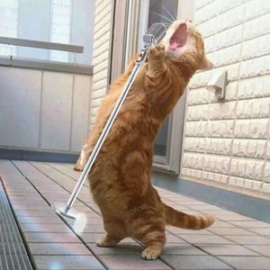 怜悯（cover周深）