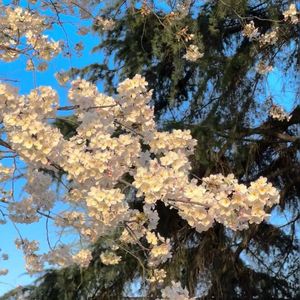 苹果树-陈子渝-整曲