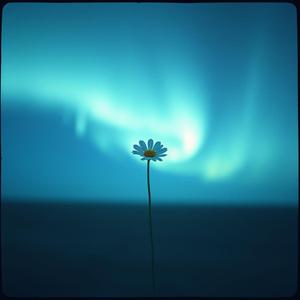 Schaduwen in de Regen