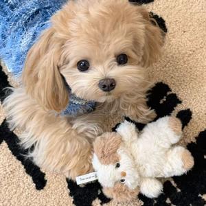 亚哈进行曲（小八&哈基米）