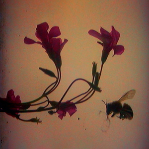 THE GHOST AND THE FATHER